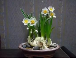 為什么要選擇綠植租賃公司租植物？