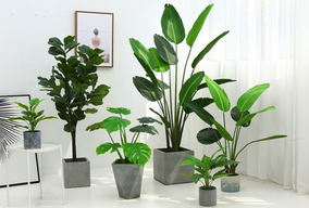 選擇綠植租擺為何比買綠植合適呢？